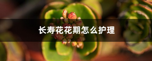 长寿花花期怎么护理