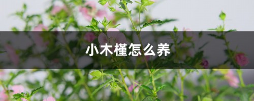 小木槿怎么养