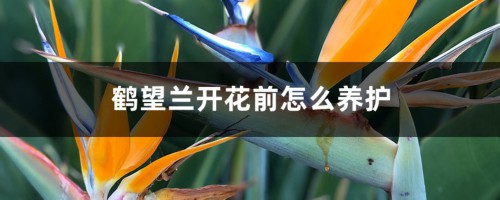 鹤望兰开花前怎么养护